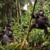 Tracking Primates on Self Drive in Uganda